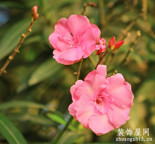 植物能够除甲醛
