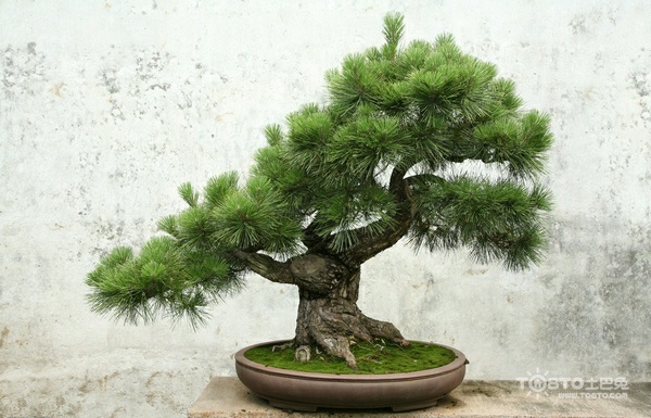 罗汉松图片大全 罗汉松图片欣赏及资料介绍