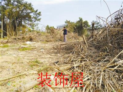上百棵黄花梨树被毁 涉事“村长”拒绝回应 上百棵黄花梨树被毁 涉事“村长”拒绝回应